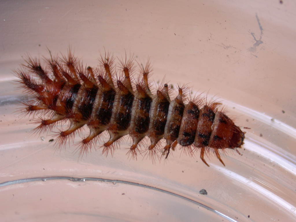 Larva di Drilidae